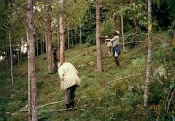 同じ場所の２００５年現在の様子。植えられている木は、水源涵養機能の優れるGrevillea Robusta（ﾔﾏﾓｶﾞｼ科）。村人が最も好む木である。すでに平均樹高は１０ｍを越え、村人達は良い森としていくために、定期的に間伐作業に取り組んでいる。（2005年）