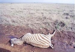 干魃のため死んだシマウマ（ケニア）