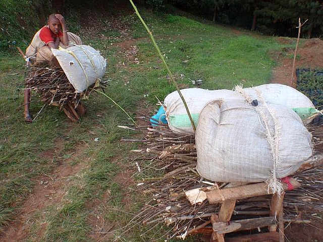 (画像1)大量の薪を運ぶ子ども