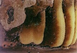 タンザニアのバンカータイプ改良養蜂箱の中の蜂の巣