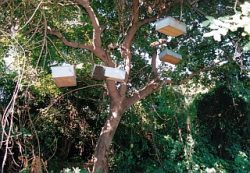 蜜源樹に吊された改良養蜂箱