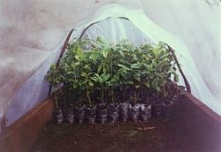 苗木養成用の温室の中で生育する新品種苗木