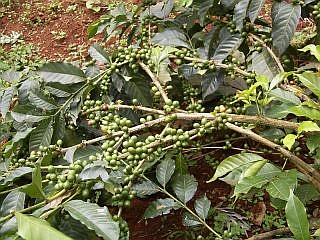 マロさんの畑でたくさんの実をつける新品種コーヒー