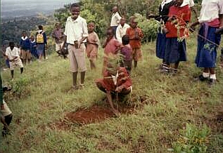 キルワブンジョーの尾根に苗木を植える子供たち。