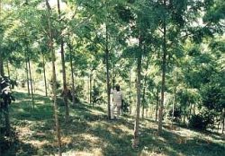（同右）１９９９年植林地（ムシンガ）。順調に生育するGrevilea robustaの脇に立つ、ＴＥＡＣＡリーダーの一人、ンジャウ氏。村の回りに広がる裸地すべてを、かつてのような森に戻すのが、TEACA、そして村人たちの夢だ。