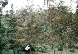 2005年現在の植林地