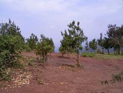 （写真２）キルア地区に育つ植林されたPinus Patula(マツ科)