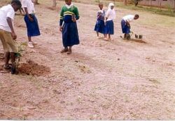 写真左右とも）　半乾燥地リアタ小学校で植林に取り組む生徒たち