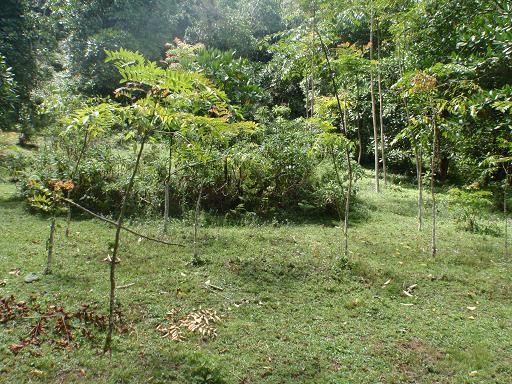 （写真３）水源地近くの空き地に村人によって植えられた木（写真手前側）