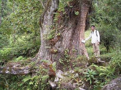 （写真４）Nduwaの脇にそびえ立つ大木。人と比べるとその大きさがよく分かる