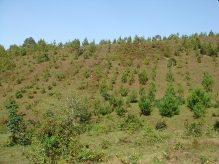 植えられているのは政府による住民排除がされる以前に村人たちによって植えられた木