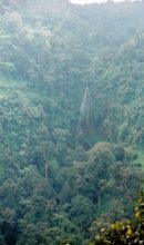 「エデンの森」に残る原生林。ここでアフリカ大陸で一番樹高の高い木が発見されました。