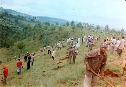 キリマンジャロ山にかつてあった緩衝帯の森（バッファゾーン）の様子。 政府の運営した森林プランテーションによって丸裸になっている。 国立公園に編入される以前は、このように村人たちが森を取り戻そうと熱心に植林に取り組んでいました。