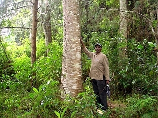 村人たちの植林によってエデンの森に育つ木々。今では天をつくような高さに！