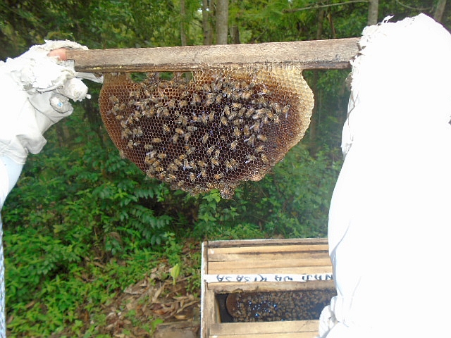 養蜂箱で営巣中のミツバチ