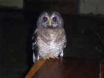 （写真１）部屋に入ってきたフクロウ