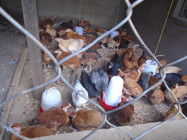 飼育しているのは病気に強い地鶏と採卵品種の掛け合わせ