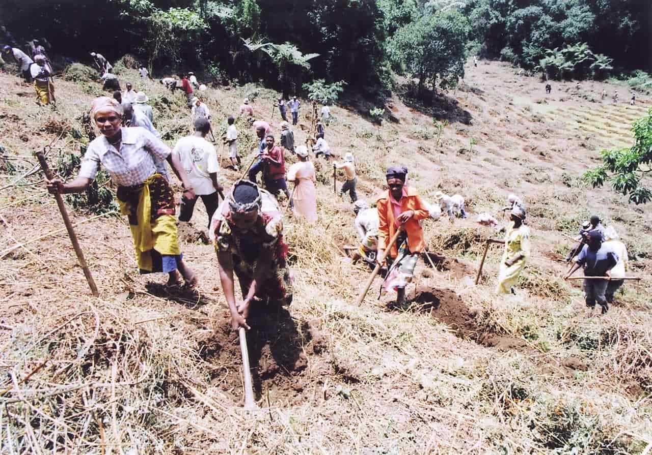 キリマンジャロ山で失われた森林を回復しようと植林に取り組む村人たち