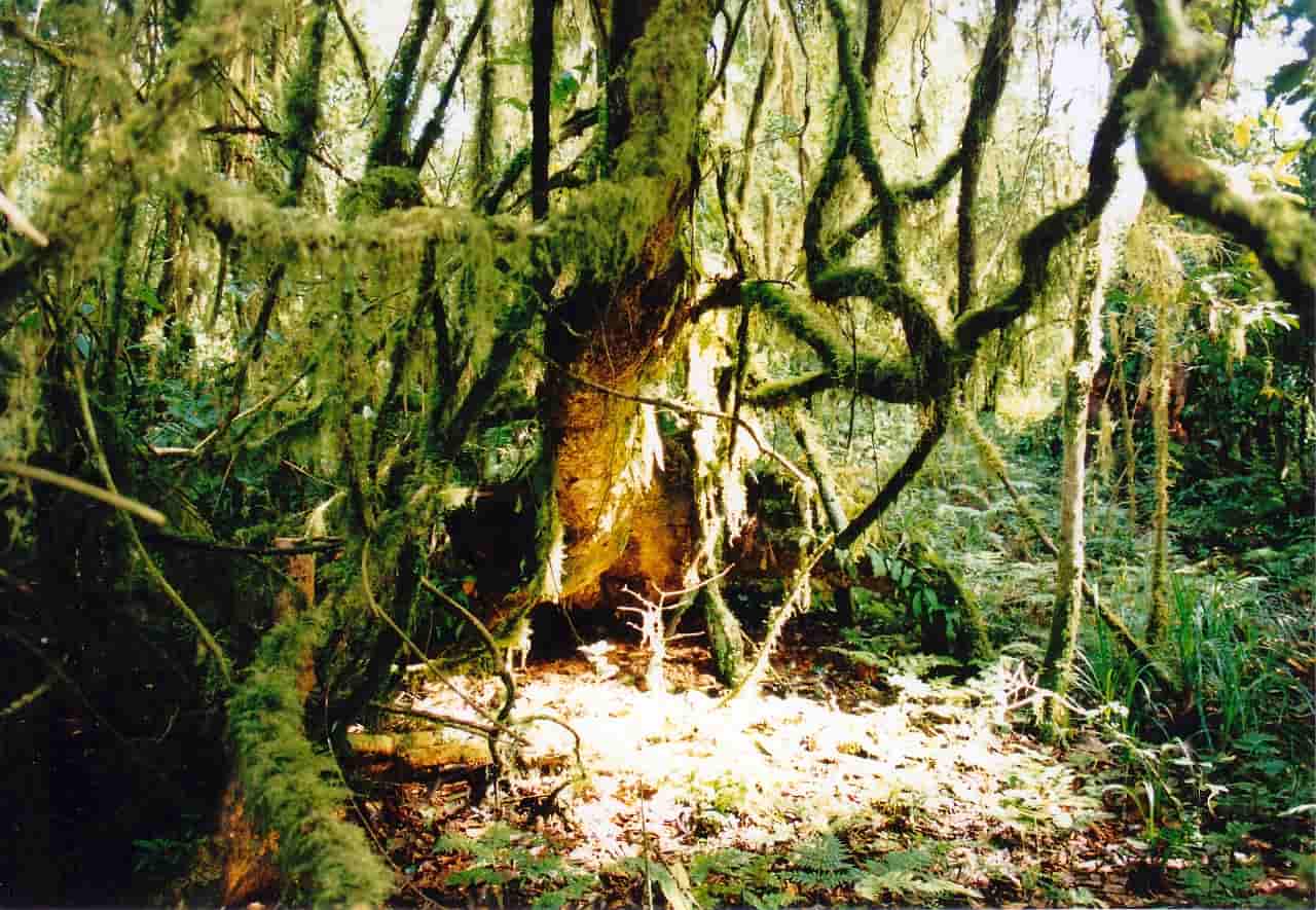 キリマンジャロの村人たちが守ってきた “エデンの森”。いまも豊かな森が残っている。
