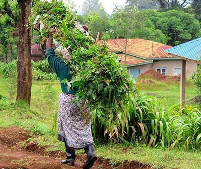 家畜の餌となる草を森から集めてきた村の女性。重量は50キロを超えることも。