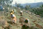 キリマンジャロ山の裸地化した里山の尾根で植林に取り組む村人たち（1994年）。ここかつての政府の森林プランテーション跡地。再植林されることなく放棄された。