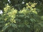 Calliandra Calothyrus