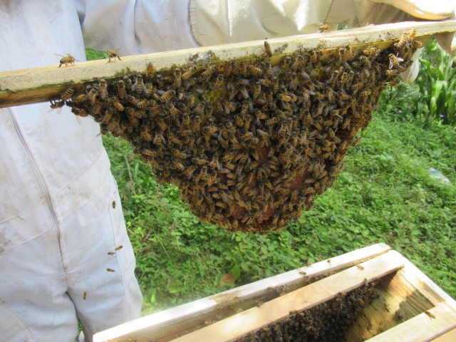 キリマンジャロ山の村で取り組んでいる養蜂。雨不足が養蜂にも影響している